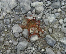 A patch of flowers in Haughton Crater.