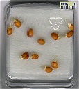 Apogee Seeds Day 3